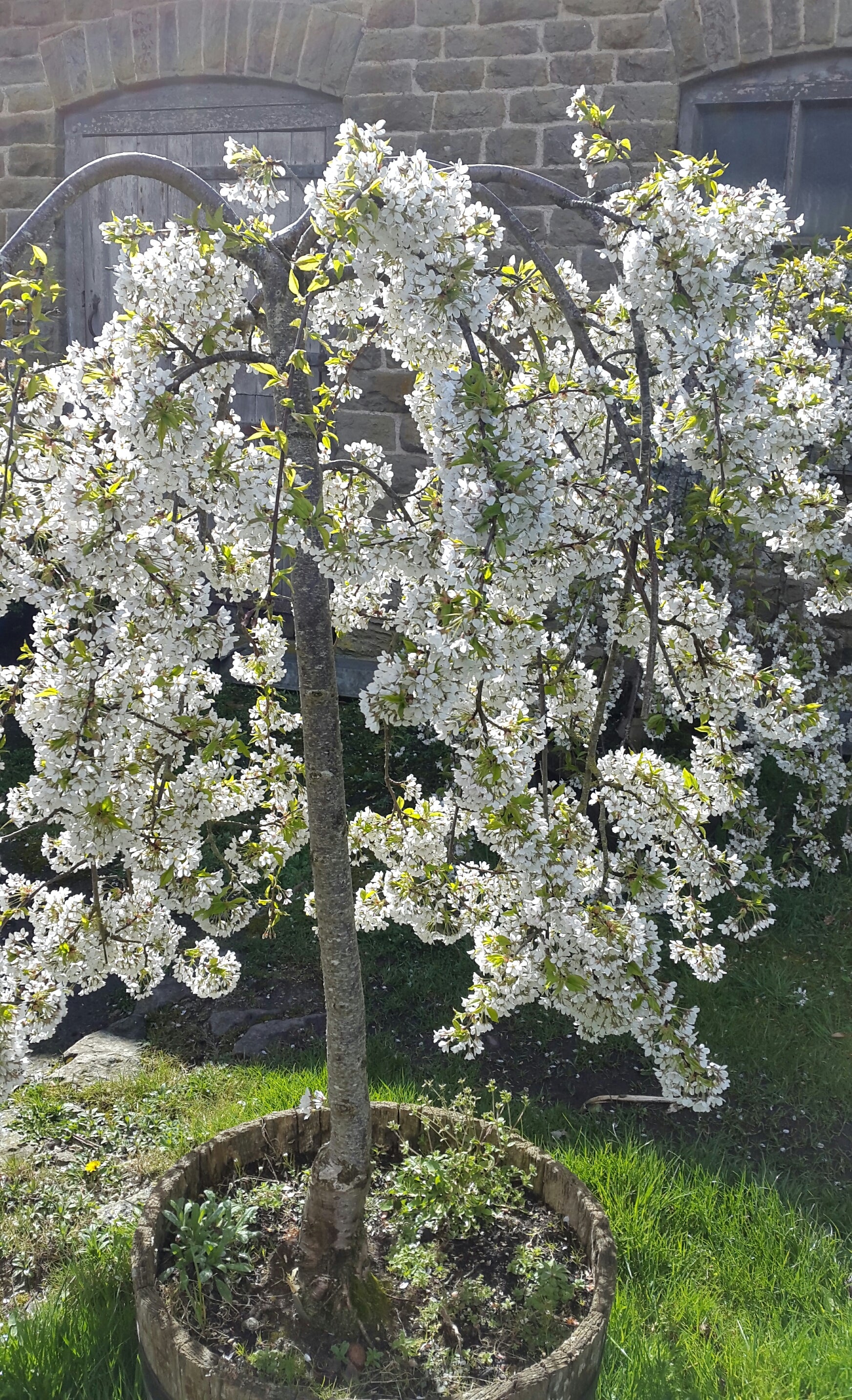 Weeping Flowering Cherry 'Snow Showers'