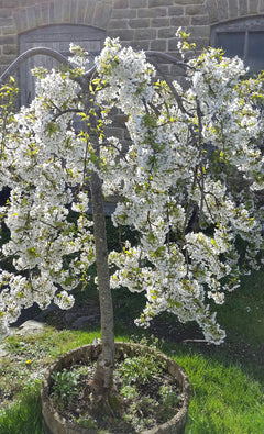 Weeping Flowering Cherry 'Snow Showers'