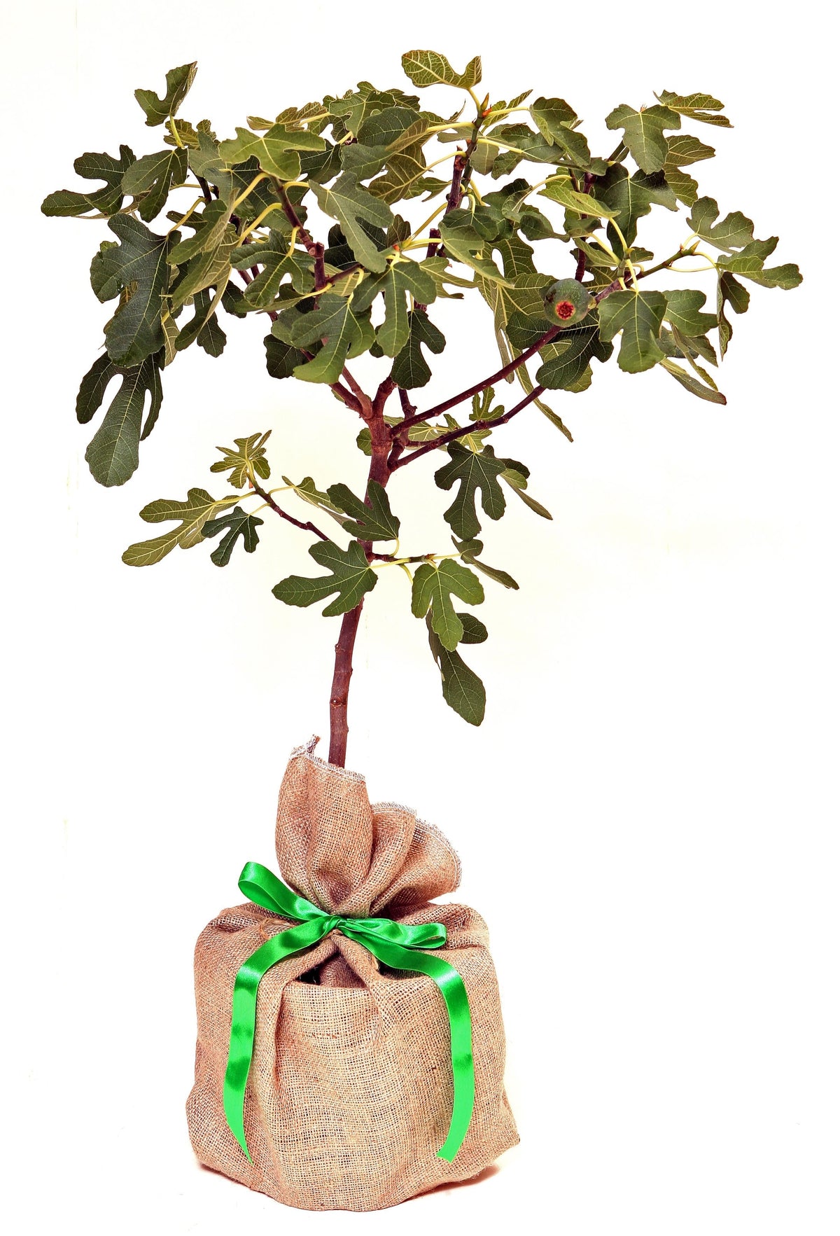Fig Tree