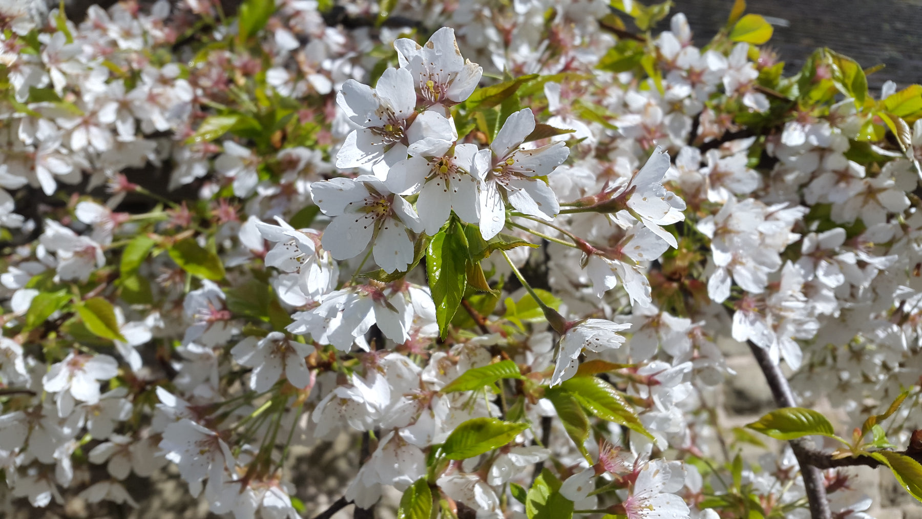 Weeping Flowering Cherry 'Yoshino'