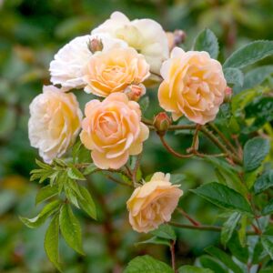 Rose Ghislaine de Felingonde