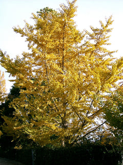 Ginkgo Biloba