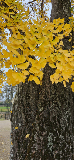 Ginkgo Biloba