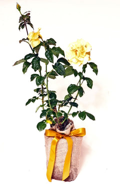 Rose Golden Wedding