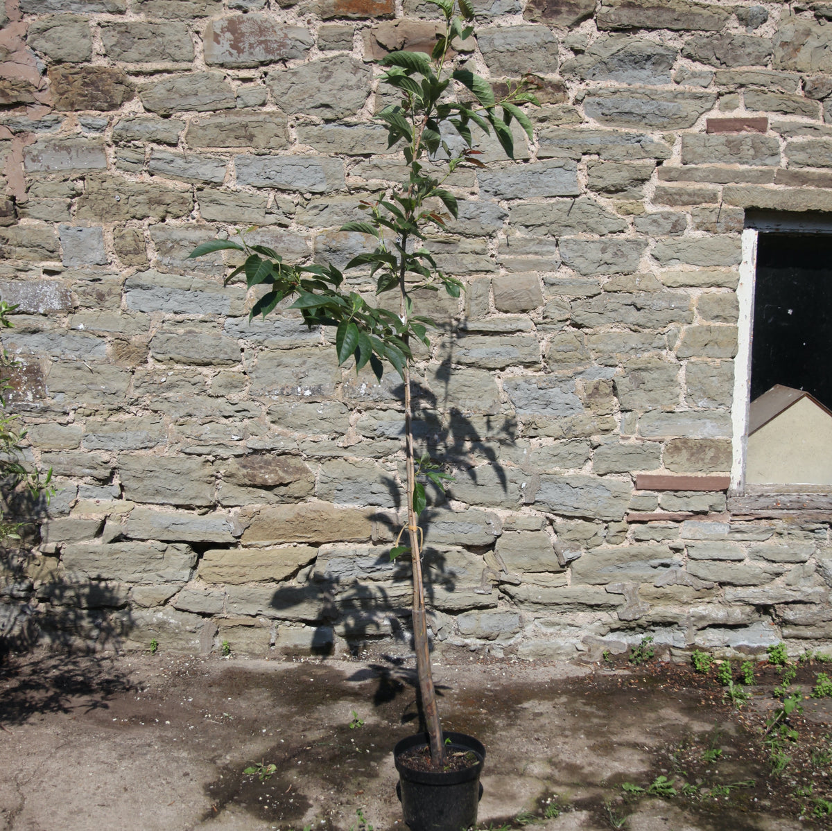 Flowering Cherry 'Great White'