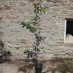 Flowering Cherry 'Great White'