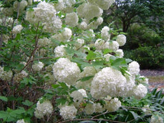 Guelder Rose