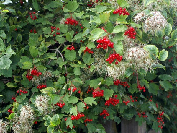 Guelder Rose