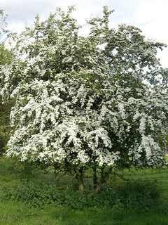Hawthorn Tree