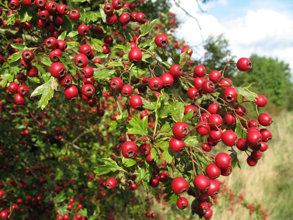 Hawthorn Tree