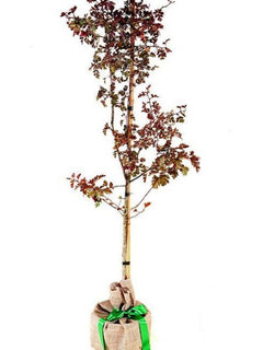 Hawthorn Tree