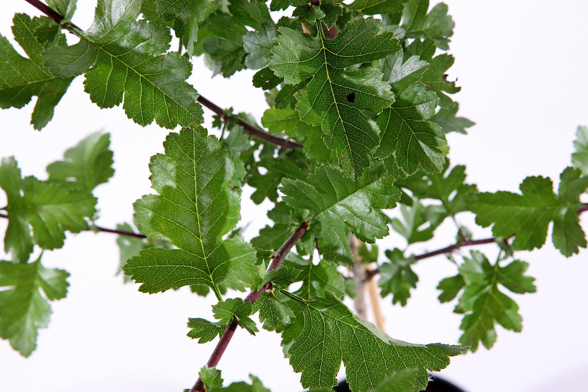 Hawthorn Tree