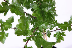 Hawthorn Tree