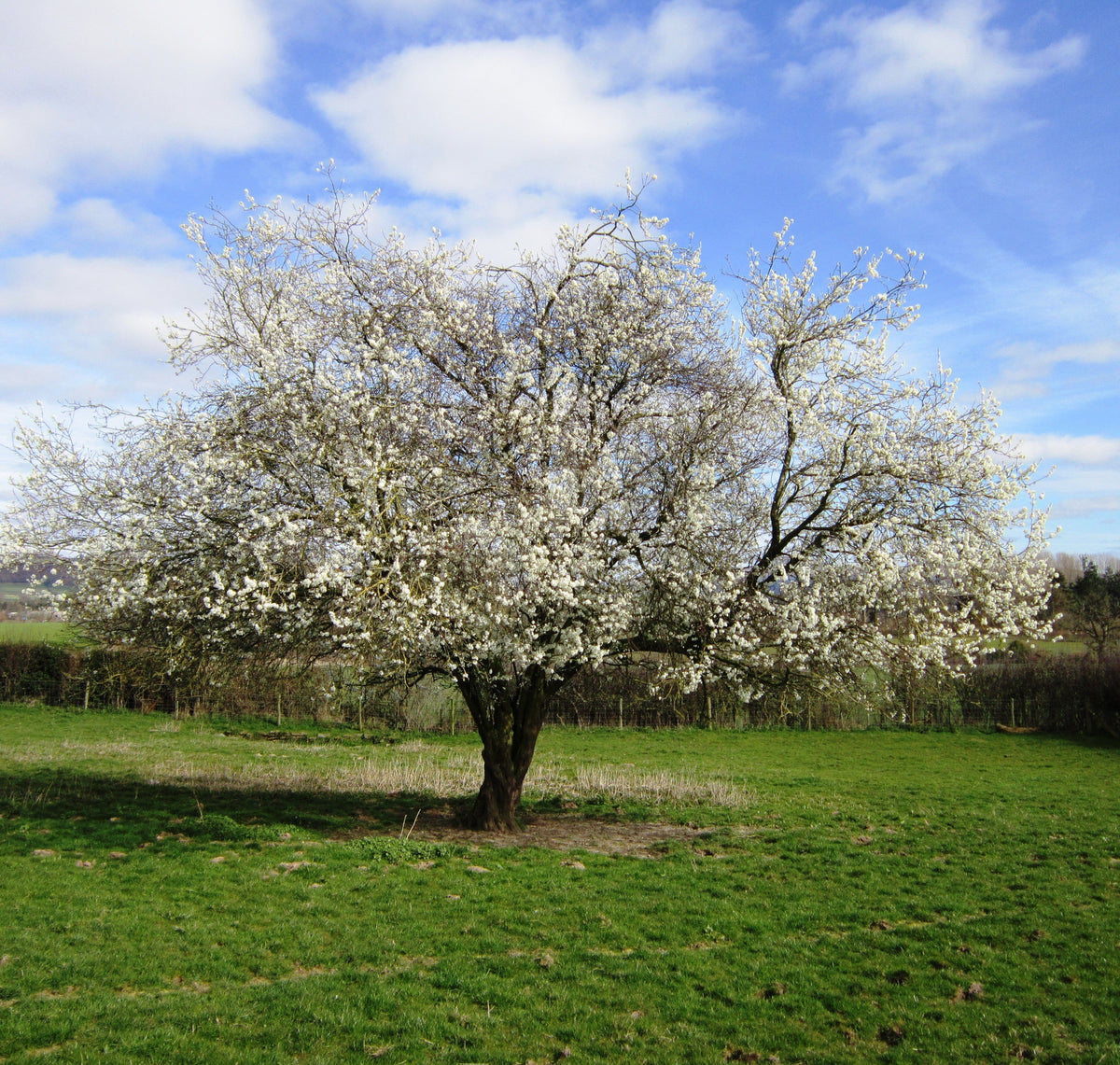 Hawthorn Tree