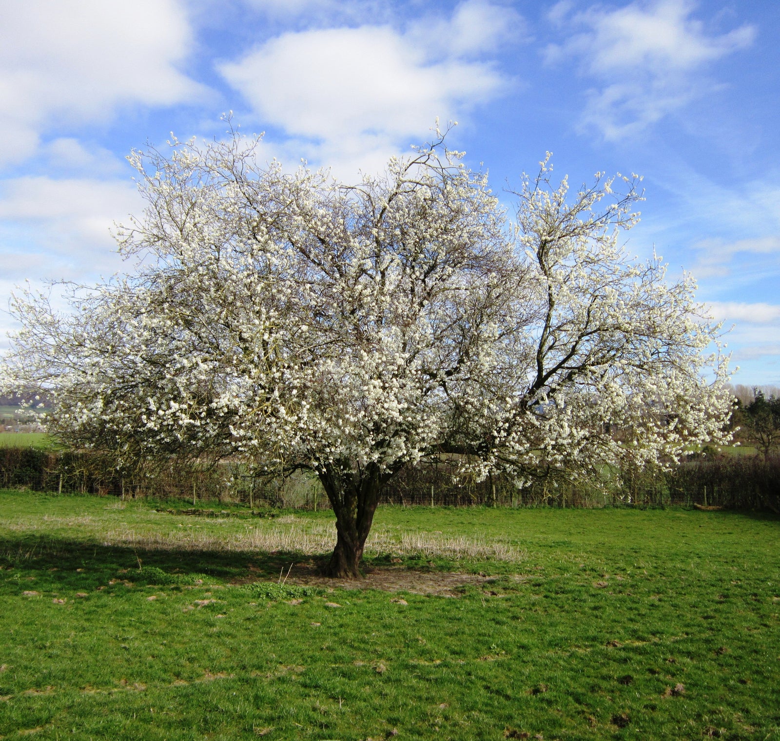 Hawthorn Tree