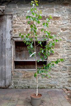 Himalayan Birch ~ Snow Queen