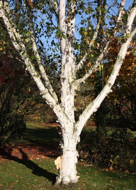 Himalayan Birch ~ Snow Queen