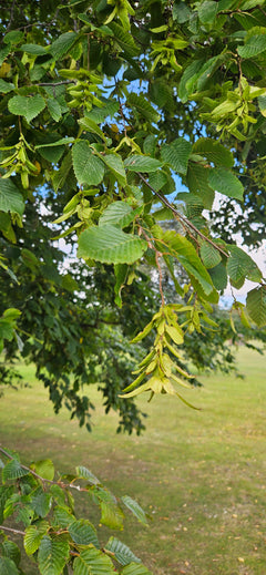 Hornbeam