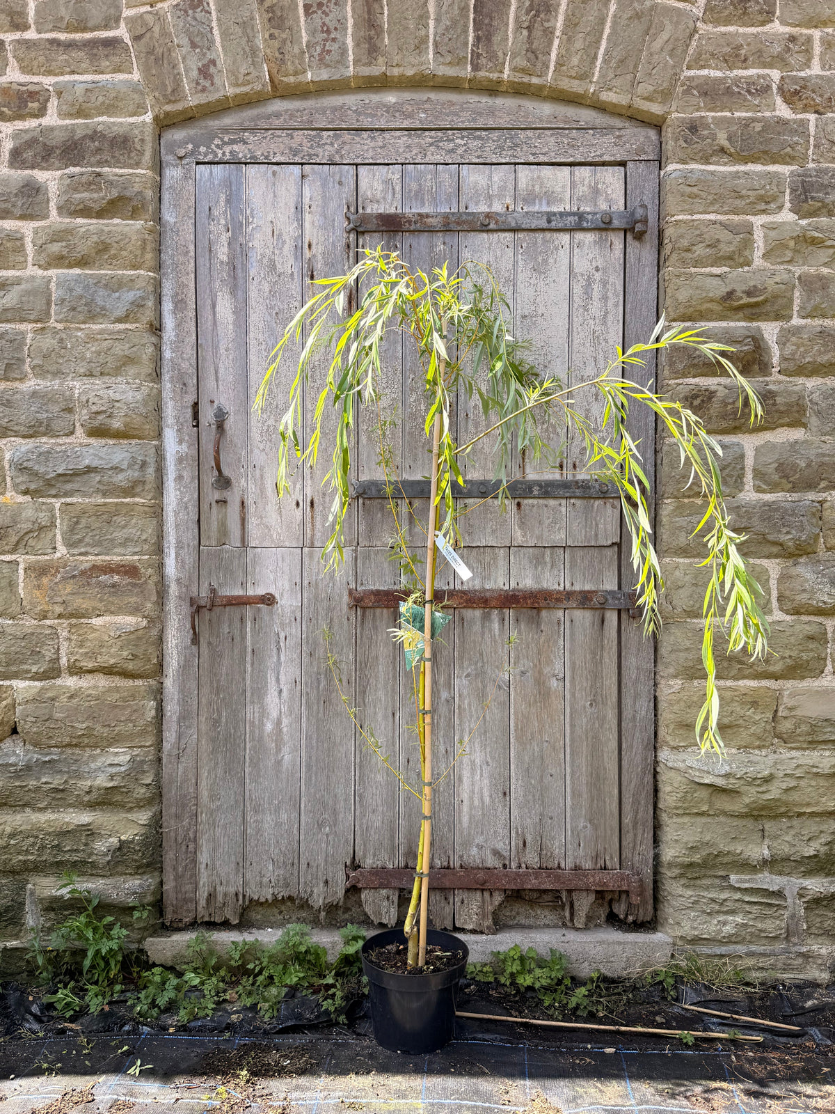 Bare Root ~ Golden Weeping Willow