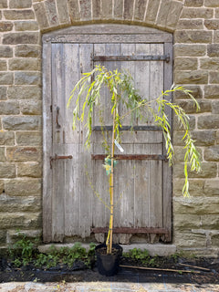 Golden Weeping Willow Tree