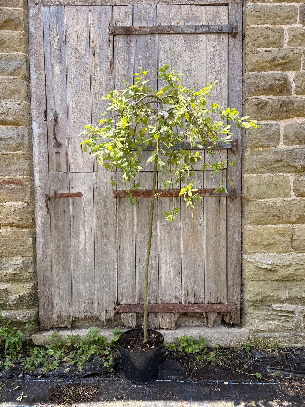 Dwarf Weeping Willow Kilmarnock Tree