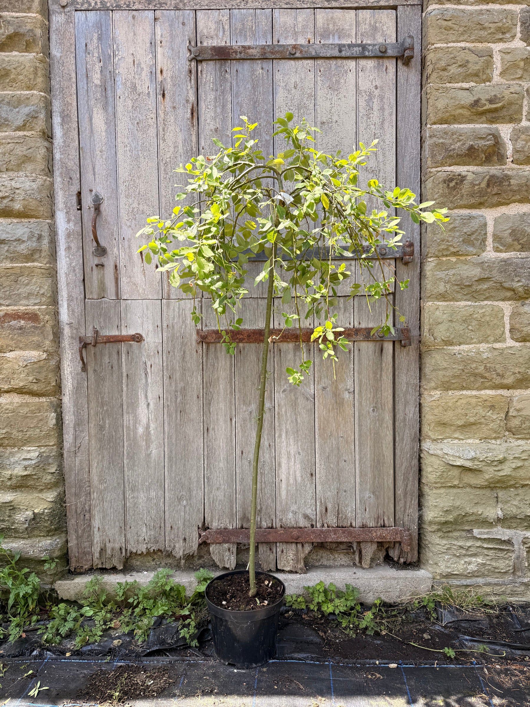 Dwarf Weeping Willow Kilmarnock Tree