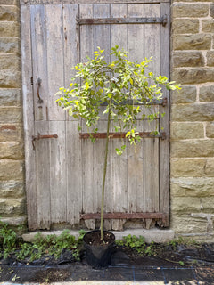 Dwarf Weeping Willow Kilmarnock Tree
