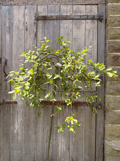 Dwarf Weeping Willow Kilmarnock Tree