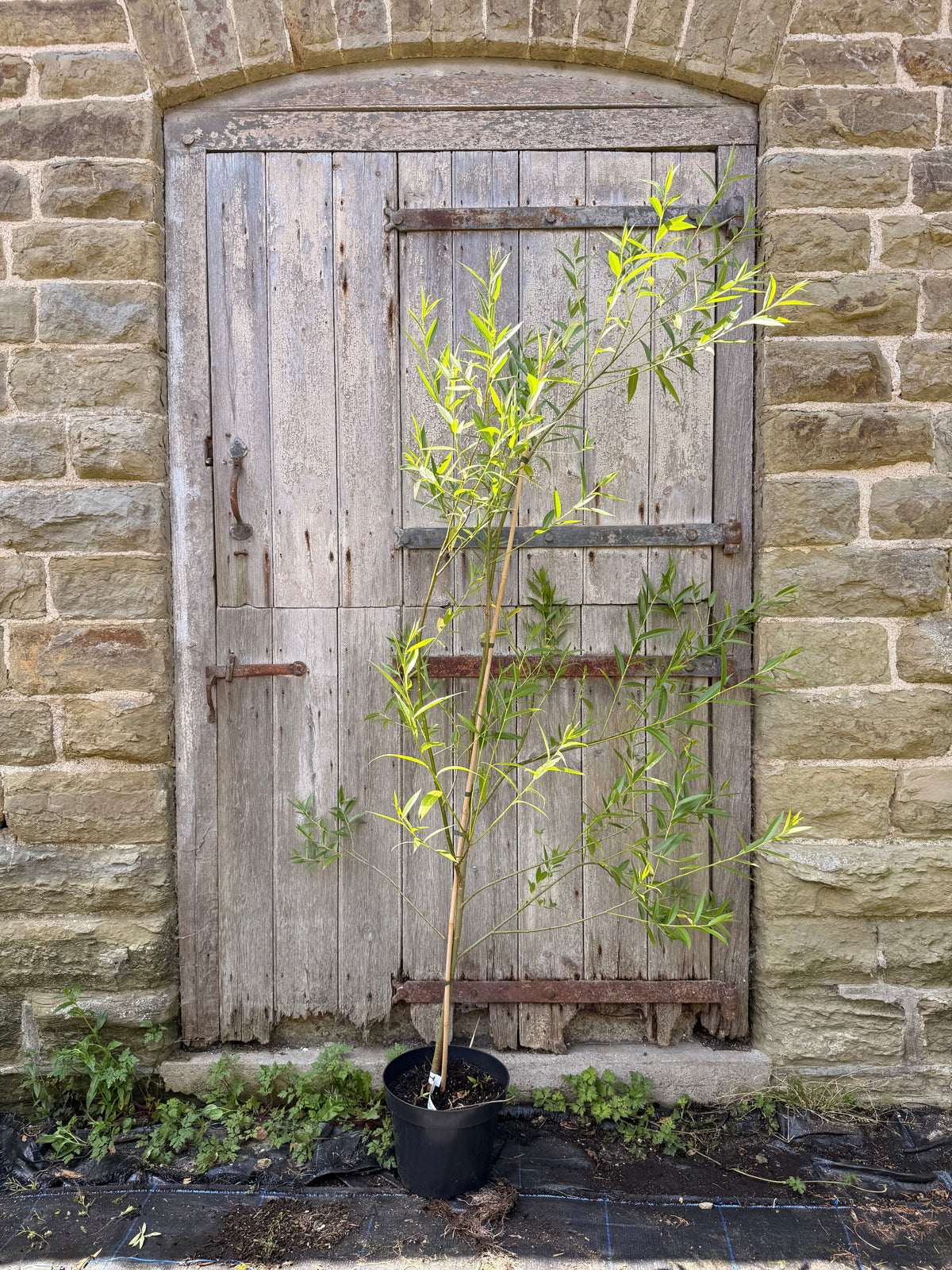 Violet Willow