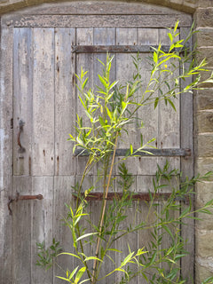 White Willow Tree