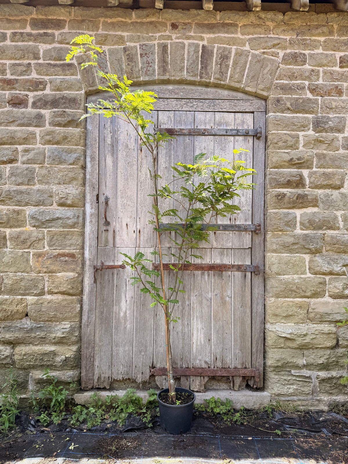 Sorbus Joseph Rock Tree