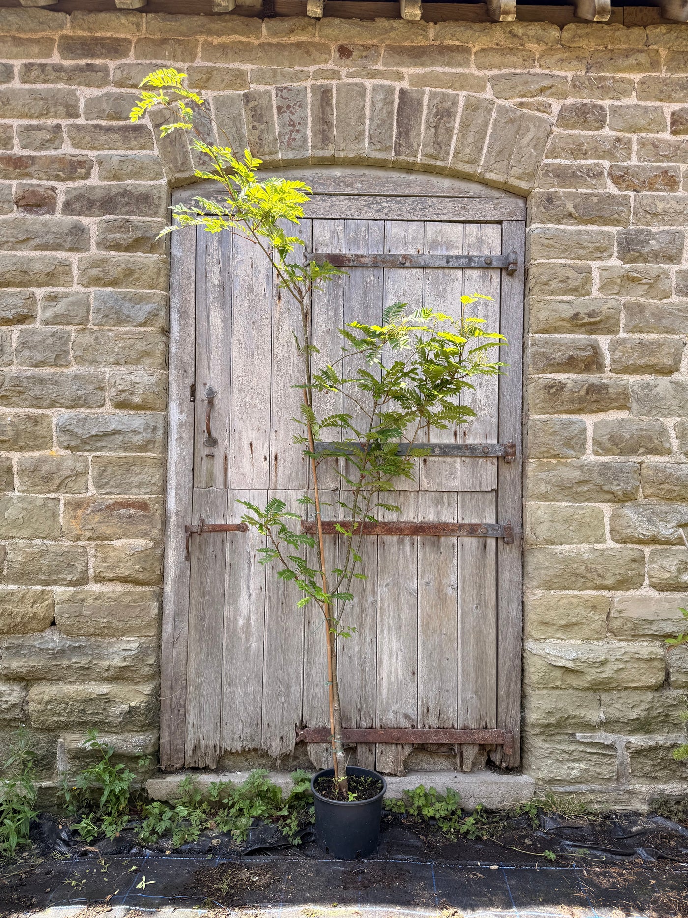 Sorbus Joseph Rock Tree