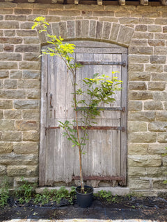 Sorbus Joseph Rock Tree