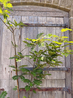 Sorbus Joseph Rock Tree
