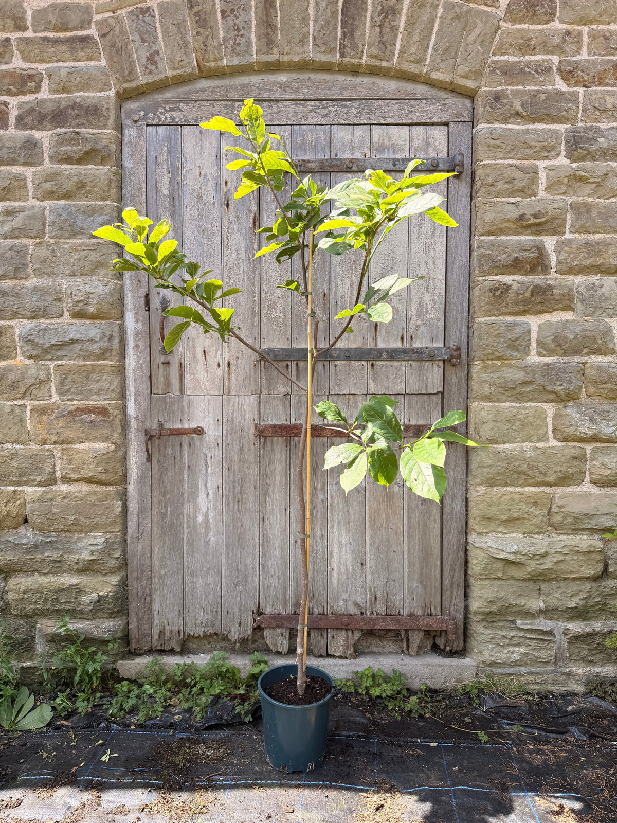 Magnolia Eskimo