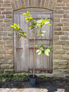 Magnolia Eskimo