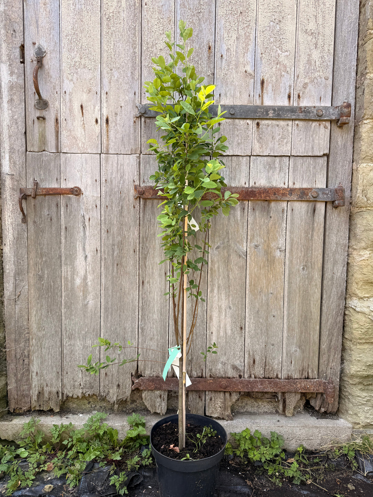 Amelanchier Robin Hill