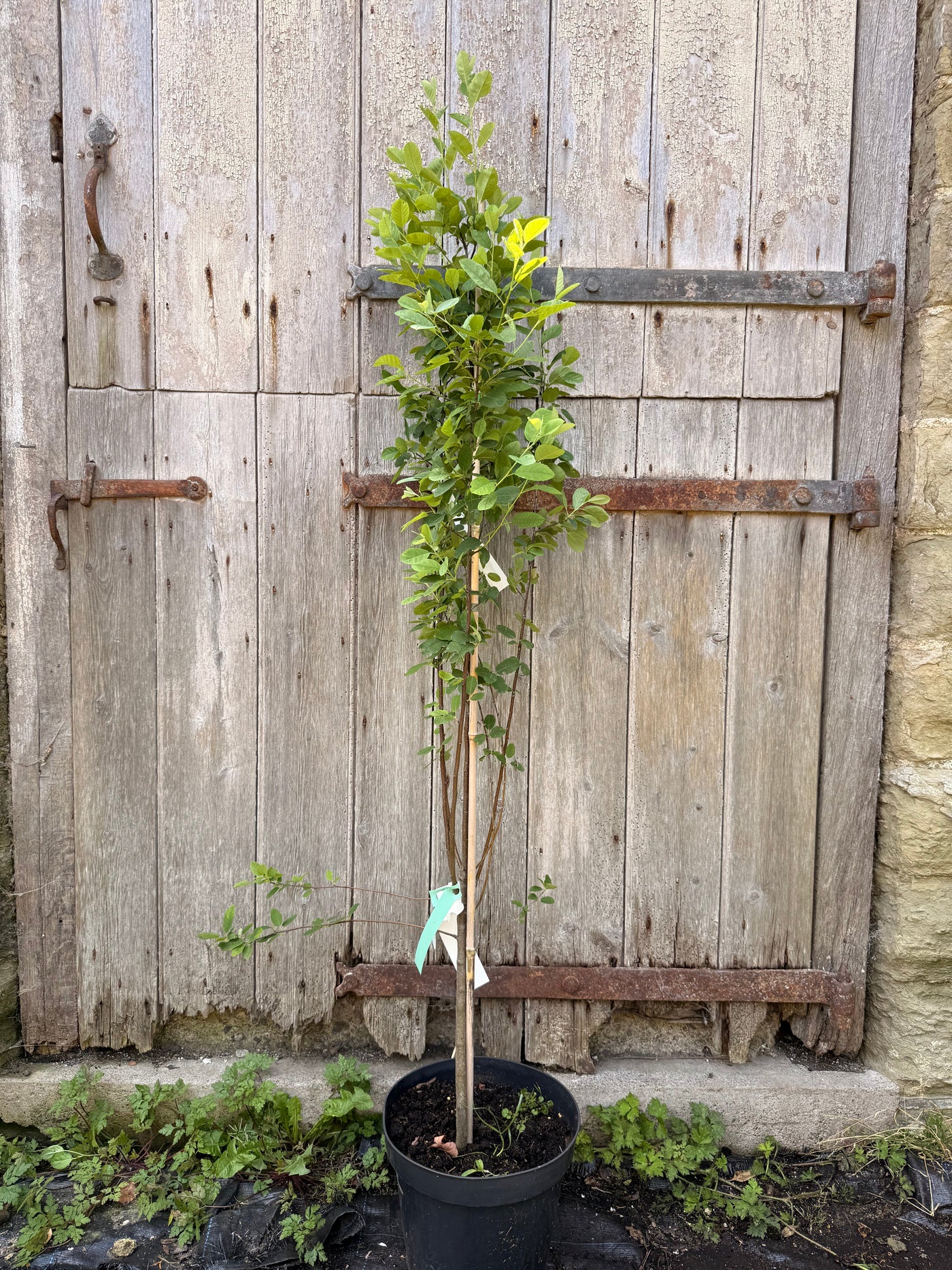 Amelanchier Robin Hill