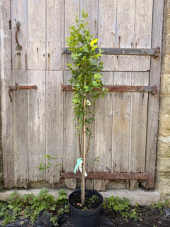 Amelanchier Robin Hill