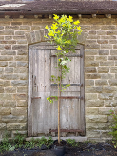 Tulip Tree