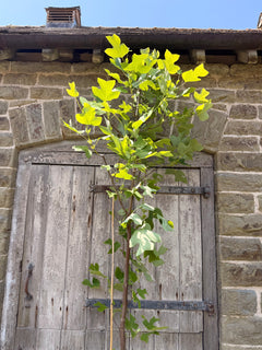 Tulip Tree