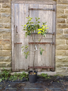 Apple Bramley Tree
