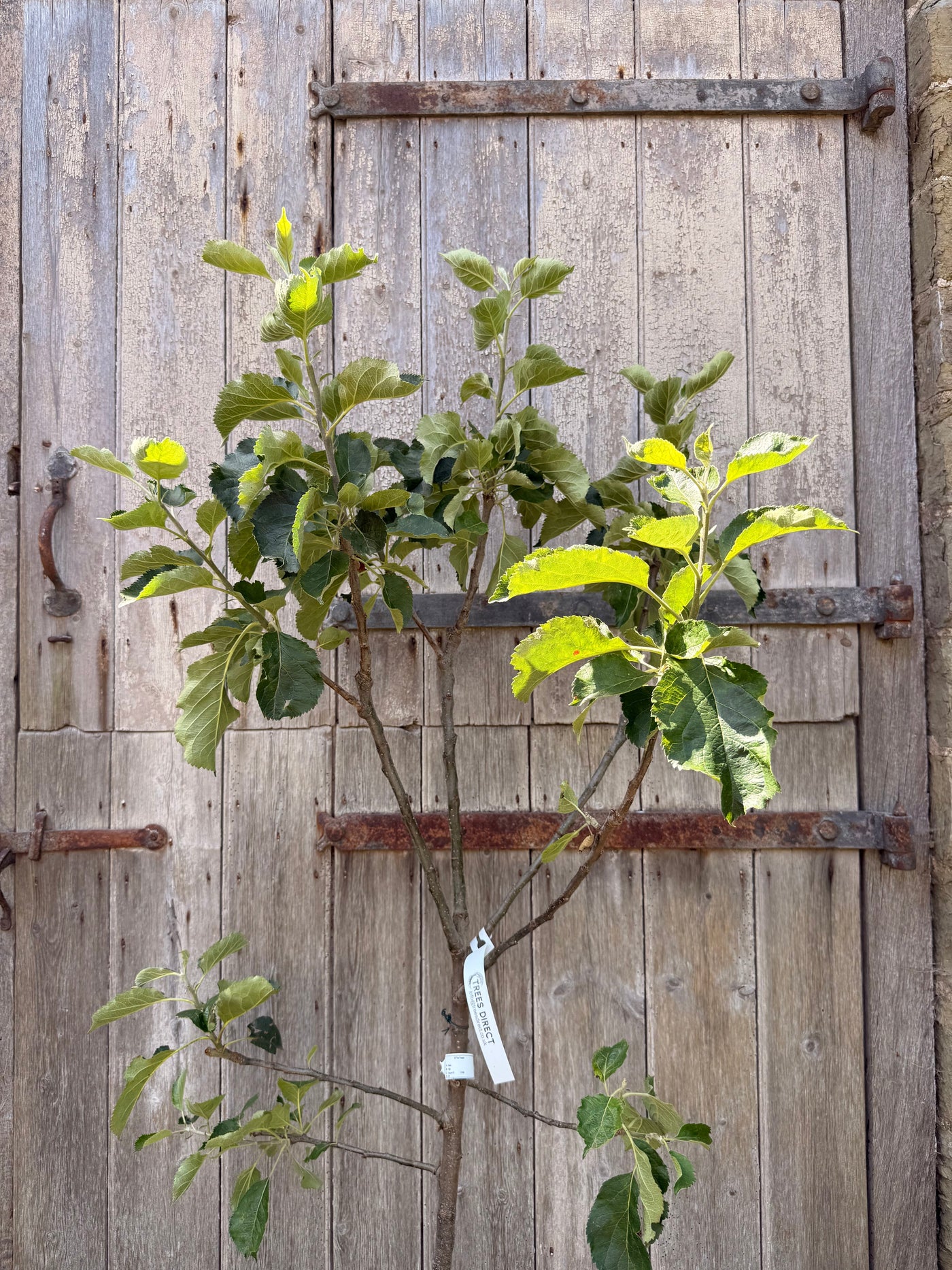 Apple Bramley Tree