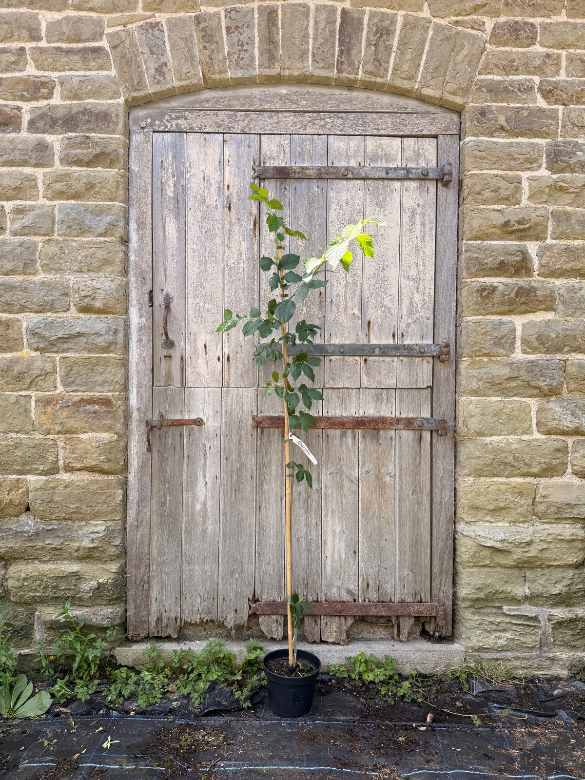 Ulmus Wingham Elm Tree