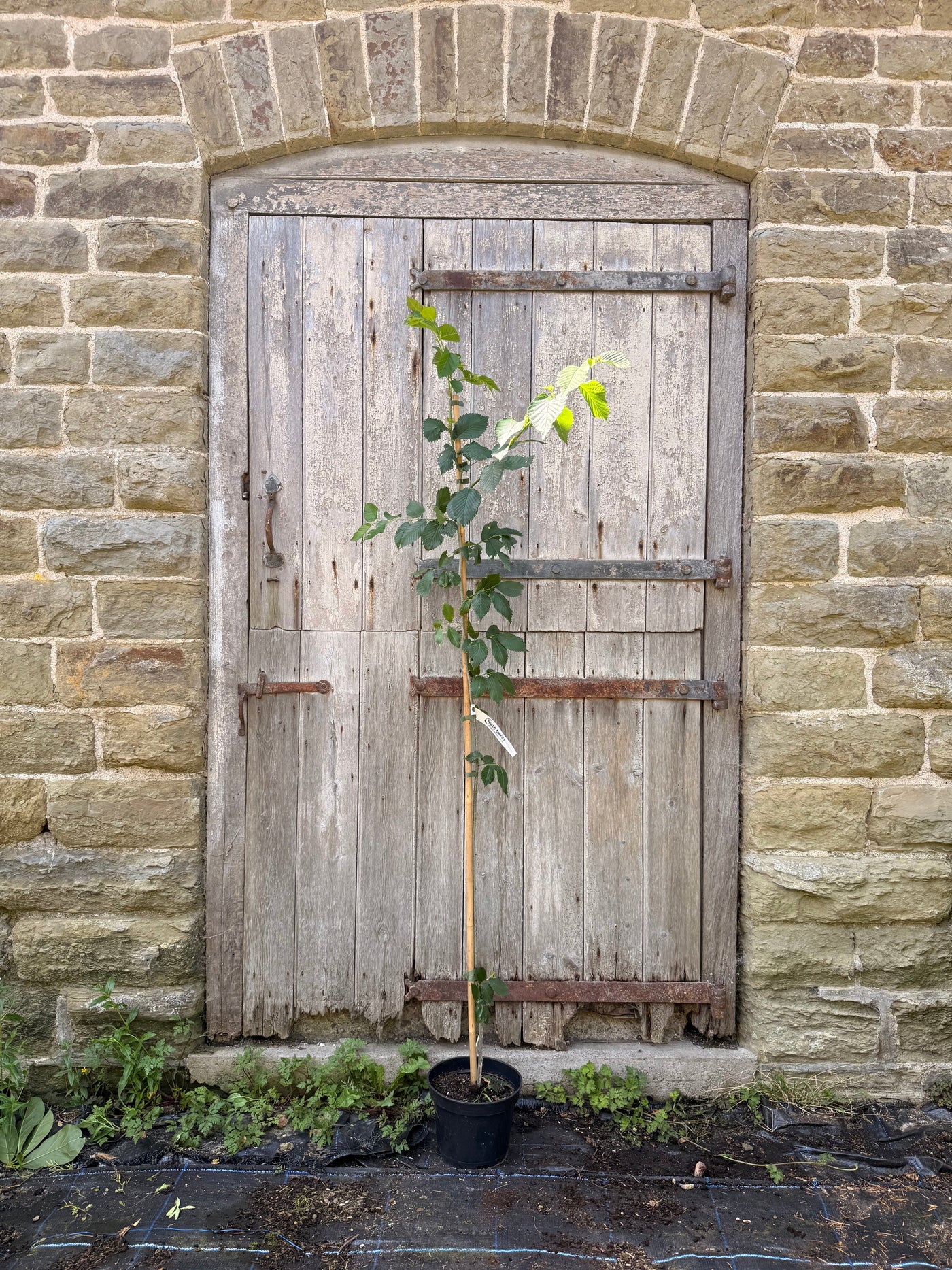 Ulmus Wingham Elm Tree