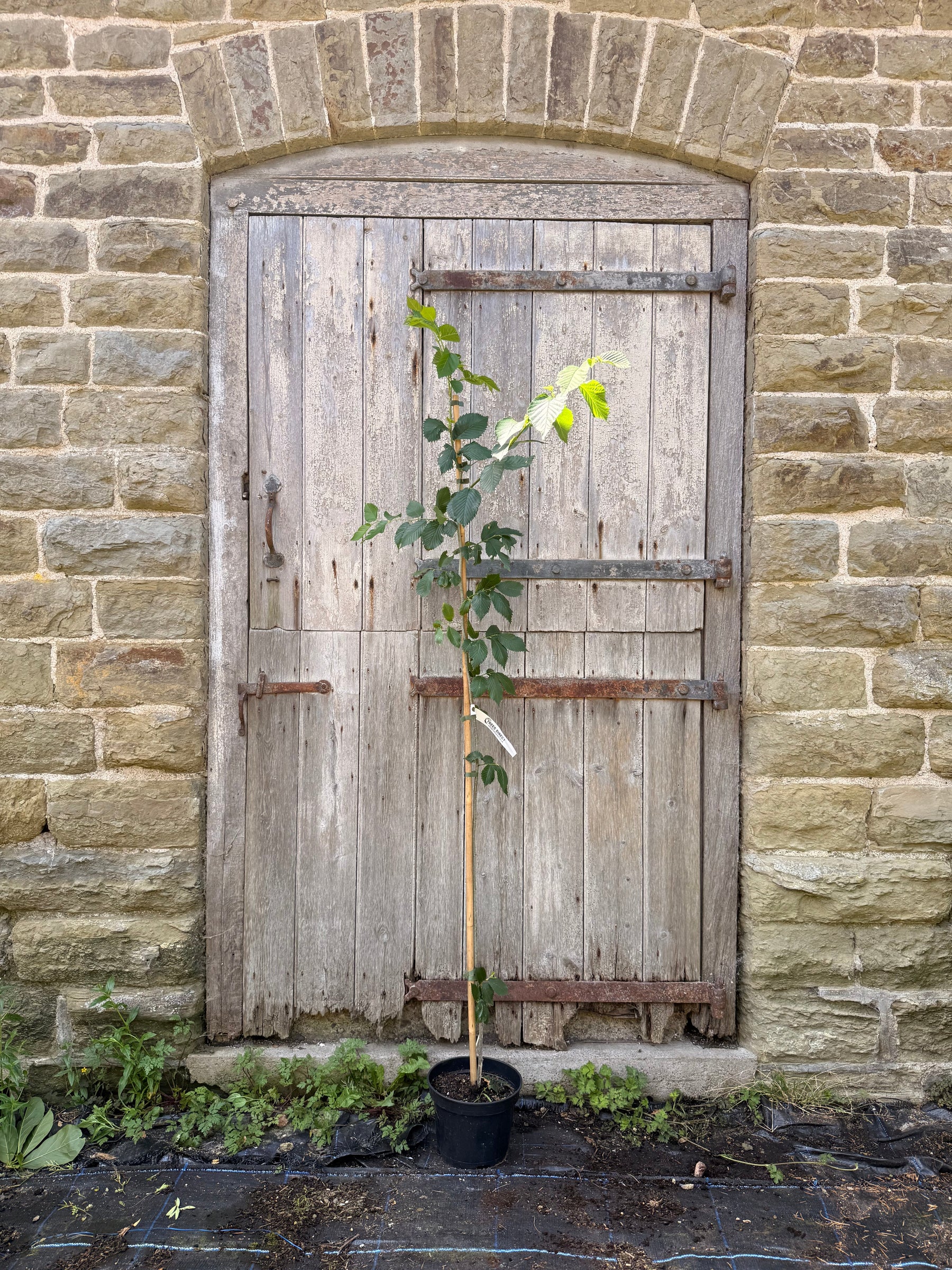 Ulmus Wingham Elm Tree