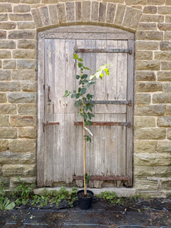 Ulmus Wingham Elm Tree