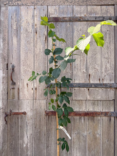 Ulmus Wingham Elm Tree