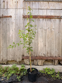 Hawthorn Tree