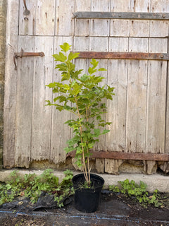 Guelder Rose